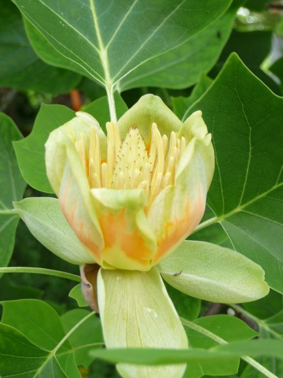 Gastehaus Zum Tulpenbaum Bed & Breakfast Turbenthal ภายนอก รูปภาพ