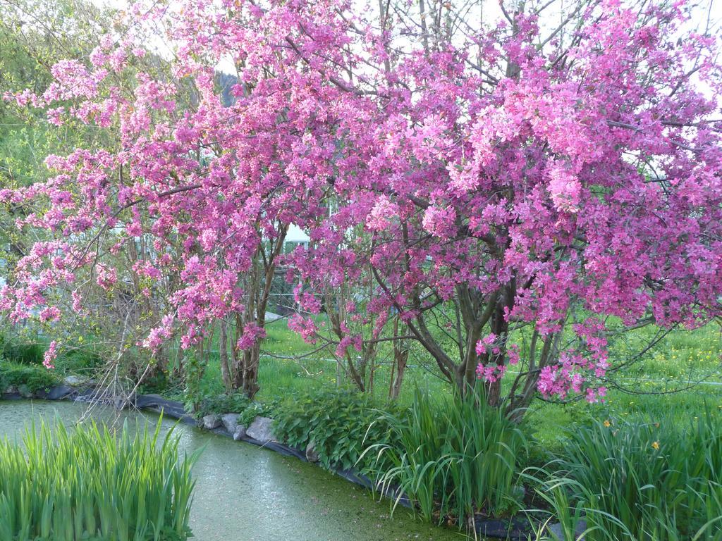 Gastehaus Zum Tulpenbaum Bed & Breakfast Turbenthal ภายนอก รูปภาพ